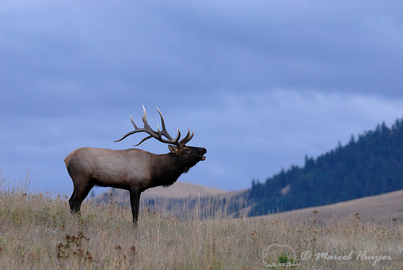 Bull elk (Cervus canadensis) bugling against an evening sky, Montana, USA