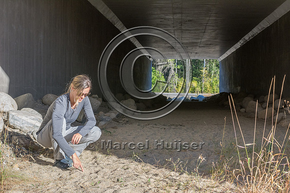 Fernanda Abra at wildlife underpass under US Hwy 95, Northern Id