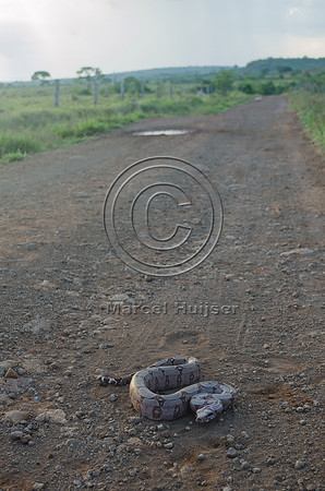 Boa constrictor  (Boa constrictor) on dirt road, Brazil