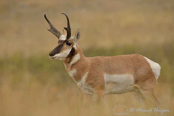 Pronghorn (Antilocapra americana), Montana, USA