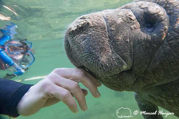 West Indian manatee (Trichechus manatus) seeks attention from Be