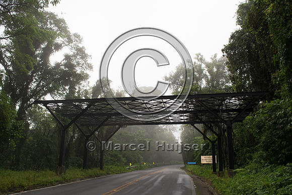 Canopy crossing for arboreal mammals, "park road" (estrada-parqu