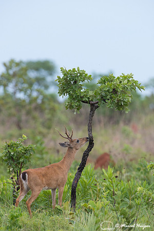 Pampa deer buck (Ozotoceros bezoarticus), Parque Nacional das Em
