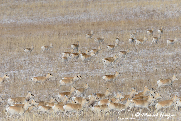 Mongolian gazelles (Procapra gutturosa), near Norovlin, Khentii, Mongolia