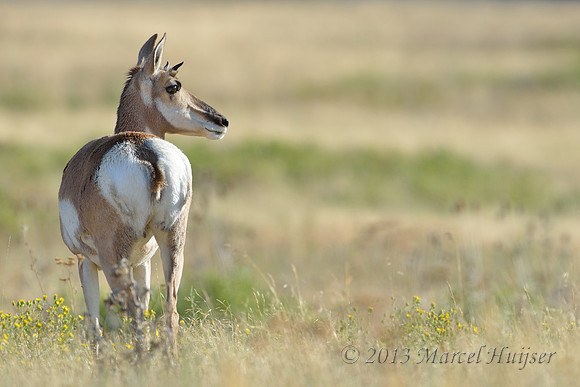 Pronghorn (Antilocapra americana) doe, Montana, USA