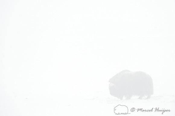 LIMITED EDITION Arctic ghost, Muskox (Ovibos moschatus) in ice fog in winter, Dovrefjell National Park, Norway