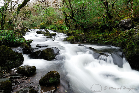 Stream in Glengarriff Forest Nature Reserve, Ireland