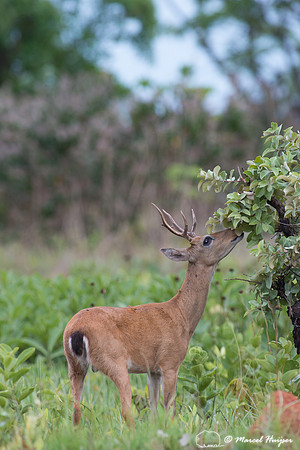 Pampa deer buck (Ozotoceros bezoarticus), Parque Nacional das Em