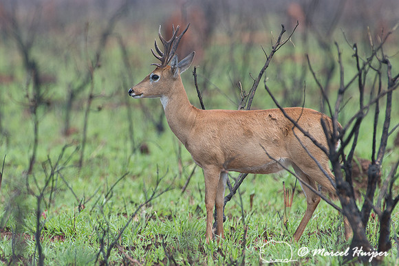 Pampas deer (Ozotoceros bezoarticus), Brazil