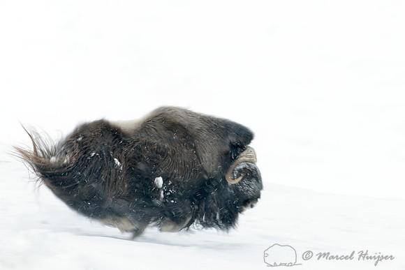 Muskox (Ovibos moschatus) charging another male like a cannon ball, Dovrefjell National Park, Norway