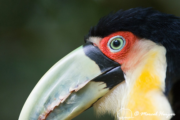 Red-breasted Toucan or Green-billed Toucan (Ramphastos dicolorus