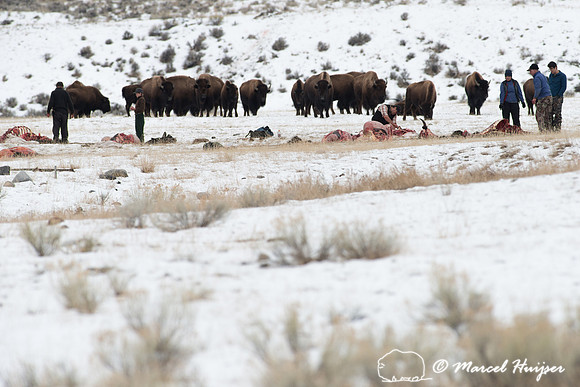 Bison (Bison bison) numbers are reduced through public and triba