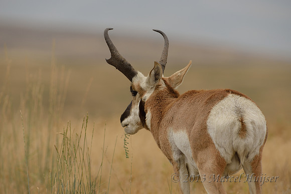 Pronghorn buck (Antilocapra americana) foraging, Montana, USA