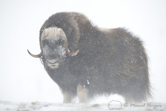 Muskox (Ovibos moschatus), Dovrefjell National Park, Norway