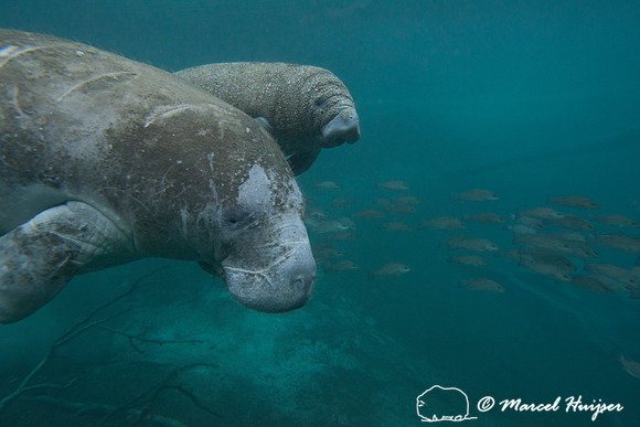West Indian manatee (Trichechus manatus), Florida, USA