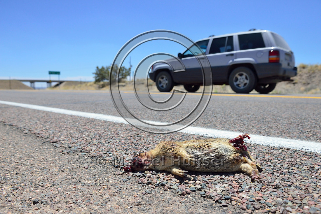 Road ecology blog: Ground squirrel species roadkill, near Seligman, Arizona, USA