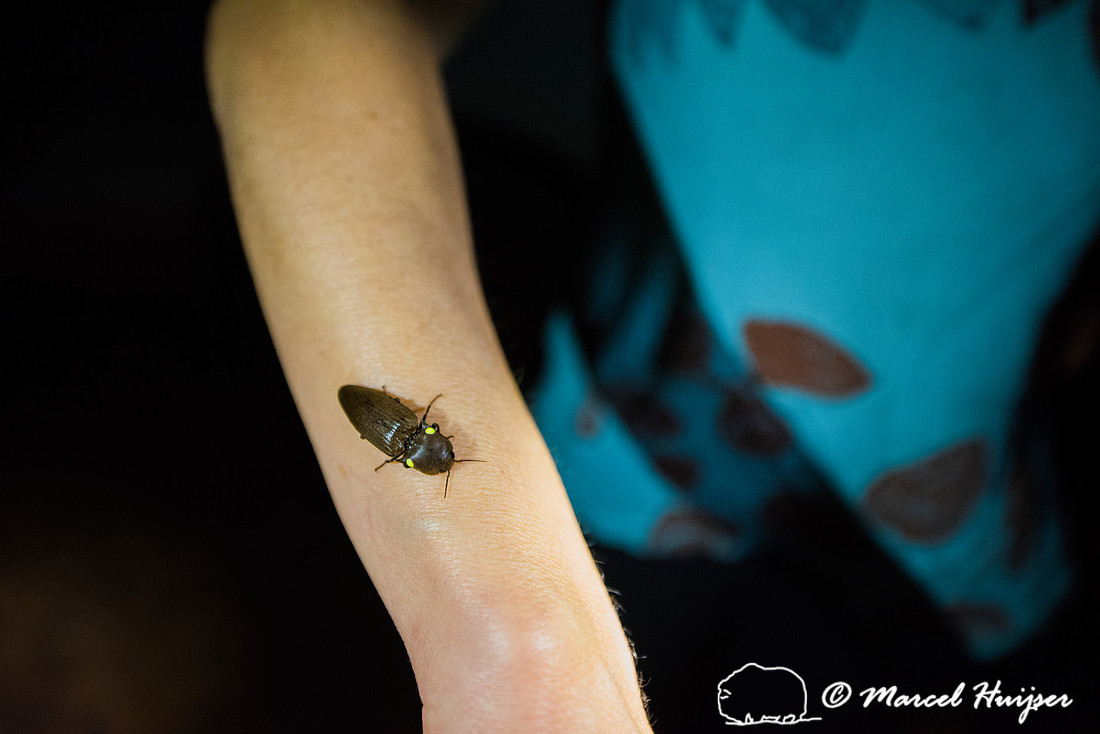 A click-beetle (Pyrearinus termitilluminans) with bioluminescenc