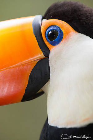 Toco toucan (Ramphastos toco), Brazil
