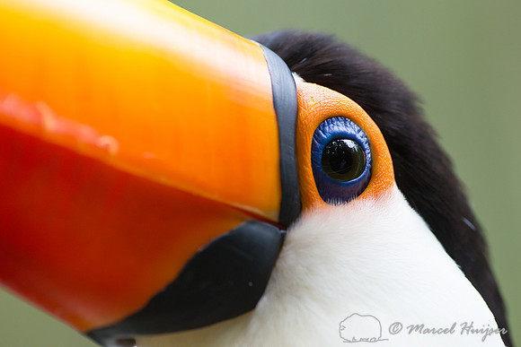Toco toucan (Ramphastos toco), Brazil