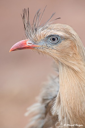 Red-legged seriema  (Cariama cristata), Brazil
