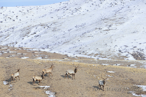 Red deer (Cervus elaphus), Hustai Nuruu National Park, Töv, Mongolia