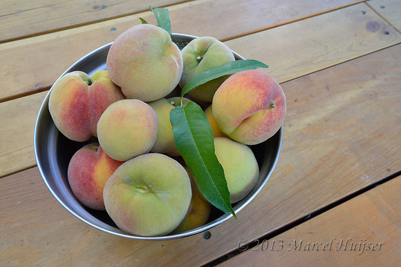Homegrown peaches, Missoula, Montana, USA