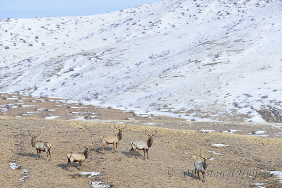 Red deer (Cervus elaphus), Hustai Nuruu National Park, Töv, Mongolia