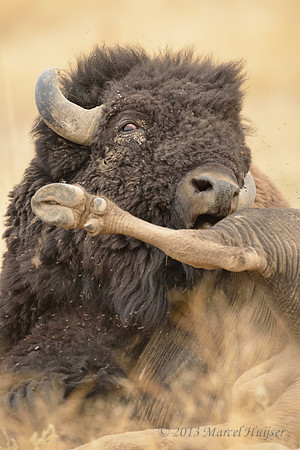 Bison (Bison bison) grooming and taking dust bath, Montana, USA