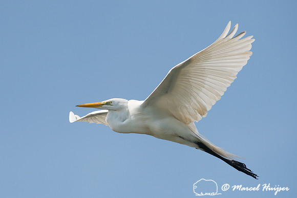 Great egret (Ardea alba), Tanquã, São Paulo, Brazil