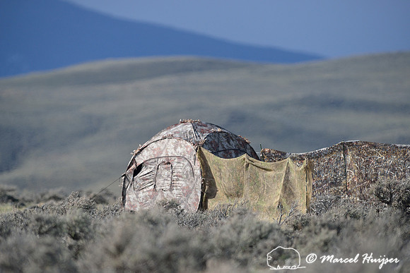 My blind and approach screens near a sage grouse lek, Montana, USA