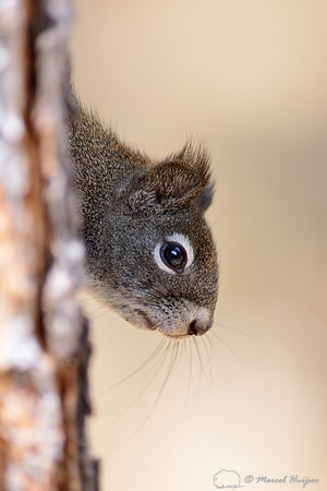 Red squirrel (Tamiasciurus hudsonicus), Maclay Flat, Missoula, Montana, USA