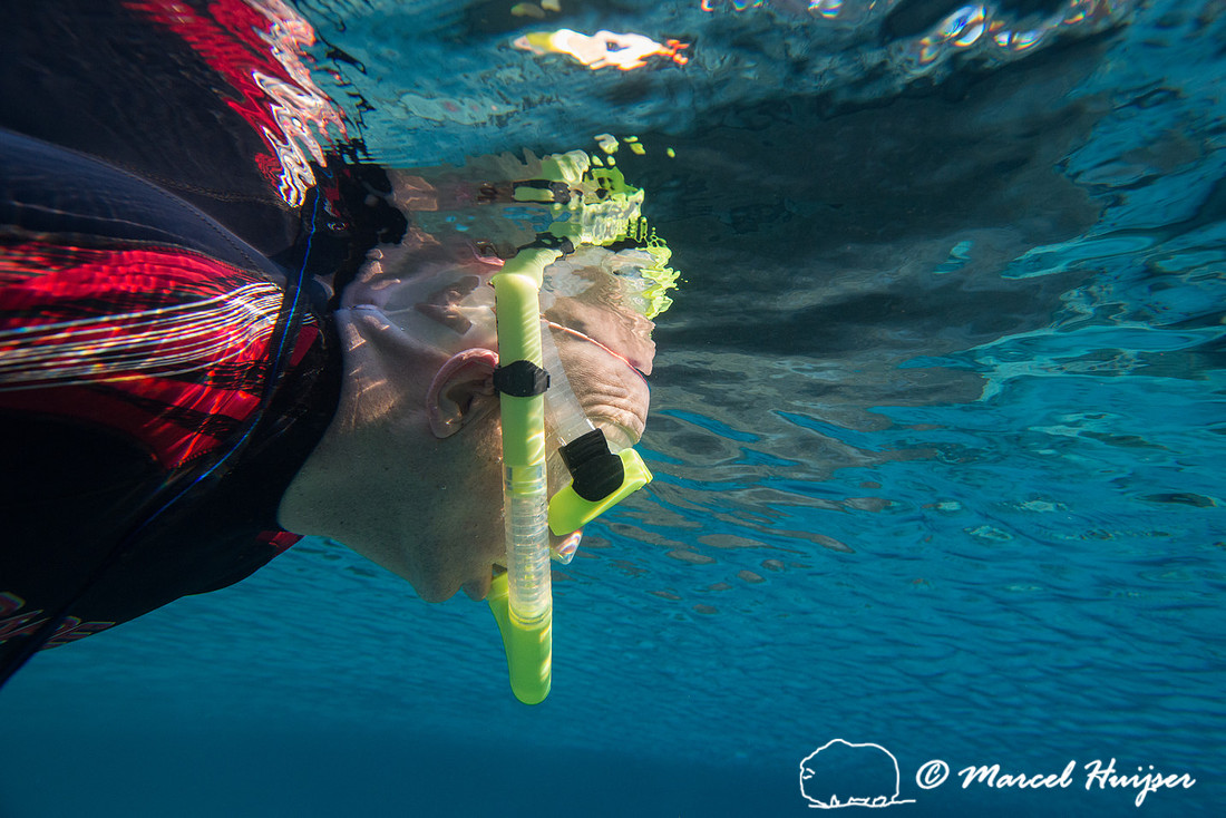 Ted Walder snorkels for West Indian manatee (Trichechus manatus)