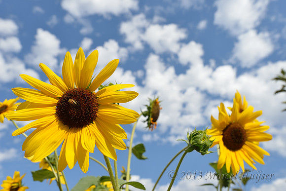 Sunflowers and sky, Missoula, Montana, USA