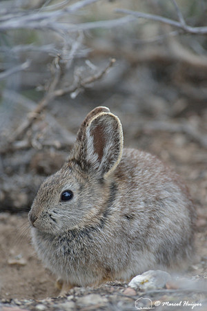 Pygmy rabbit (Brachylagus idahoensis), Montana, USA
