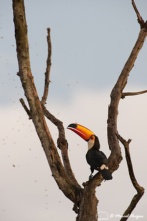 Toco toucan (Ramphastos toco), Goiás, Brazil