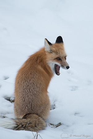 Red fox (Vulpes vulpes) in snow, Wyoming, USA