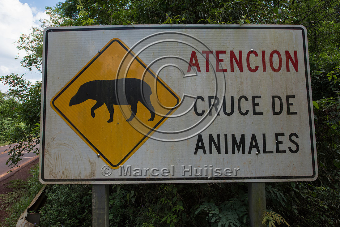 Wildlife warning sign for South American tapir,Argentina