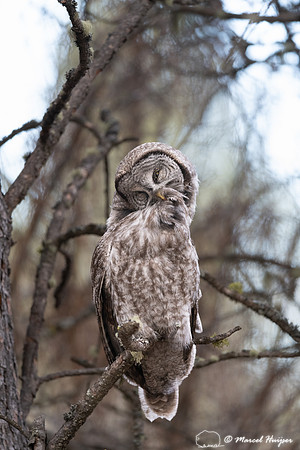 Great gray owl (Strix nebulosa) grooming, Montana