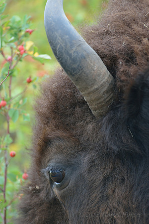 Bison (Bison bison) eye, Montana, USA