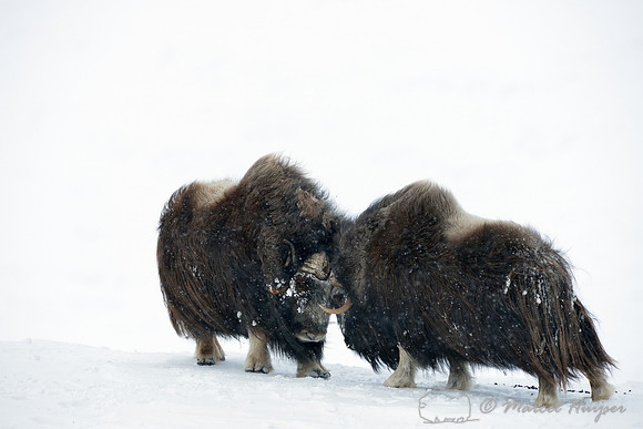 Muskoxen (Ovibos moschatus) about to spar, Dovrefjell National Park, Norway