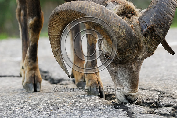 Bighorn sheep (Ovis canadensis) ram licking roadsalt, British Columbia, Canada