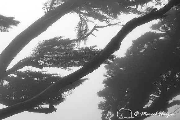 Coastal pine trees, Point Reyes National Seashore, California, USA