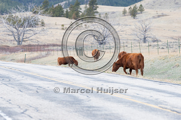 Cattle along the road, near Zortman, Montana