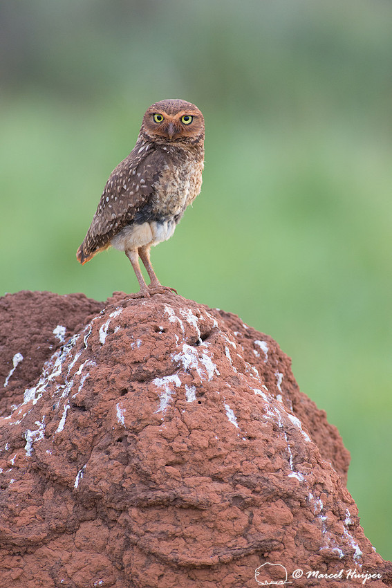 Burrowing owl (Athene cunicularia), Parque Nacional das Emas, Go