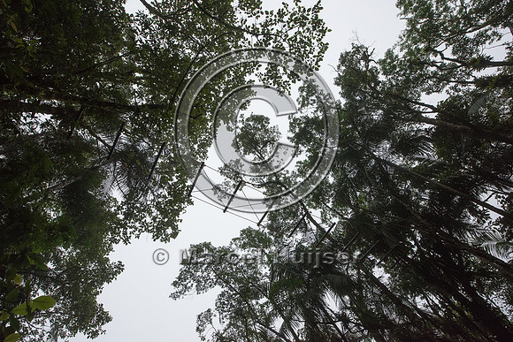 Canopy crossing, Brazil