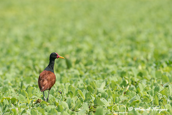 Wattled jacana (Jacana jacana), Tanquã, São Paulo, Brazil