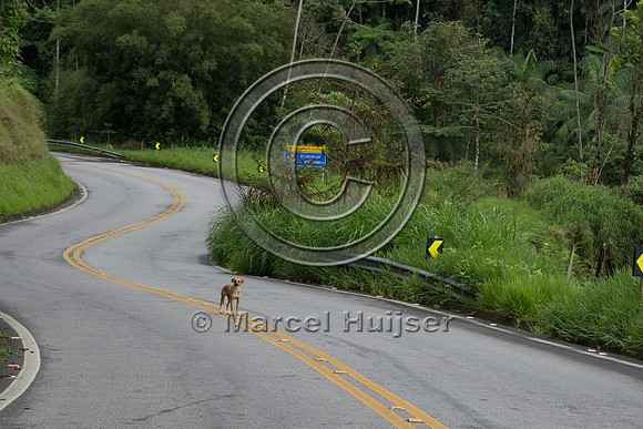 Feral domestic dog on road, "park road" (estrada-parque) Capelin