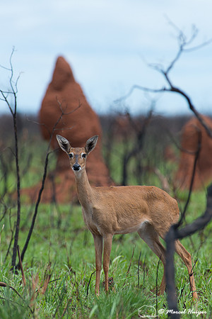 Pampas deer (Ozotoceros bezoarticus), Brazil