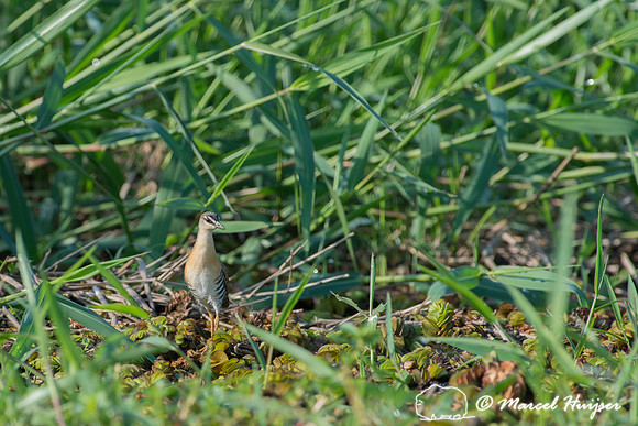 Yellow-breasted crake (Porzana flaviventer), Tanquã, São Paulo