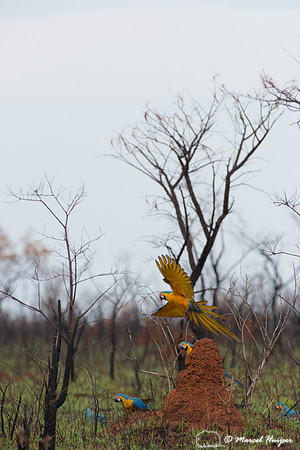 Blue-and-yellow macaw (Ara ararauna), Parque Nacional das Emas,